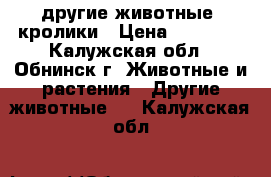 другие животные :кролики › Цена ­ 15 000 - Калужская обл., Обнинск г. Животные и растения » Другие животные   . Калужская обл.